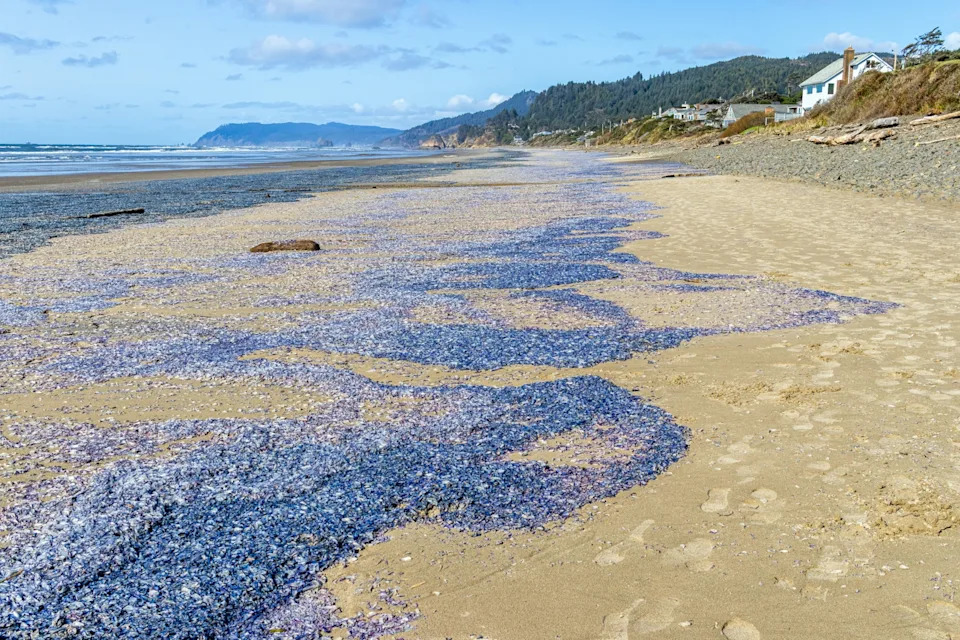 Zašto se na plaže zapadne obale SAD naglo nasukavaju plave 