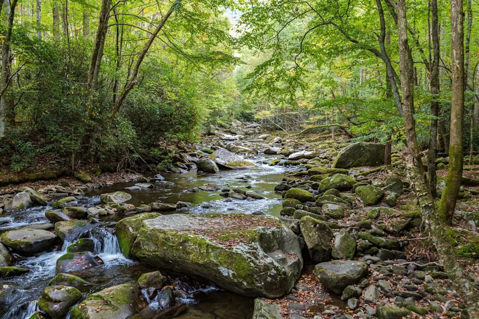 Great Smoky Mountains Closes Trails After Multiple Aggressive Bear Encounters — Ramsey Cascades Remains Closed