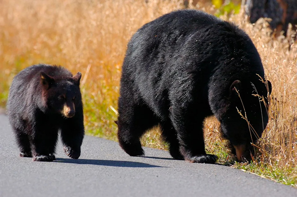 Great Smoky Mountains Closes Trails After Multiple Aggressive Bear Encounters — Ramsey Cascades Remains Closed