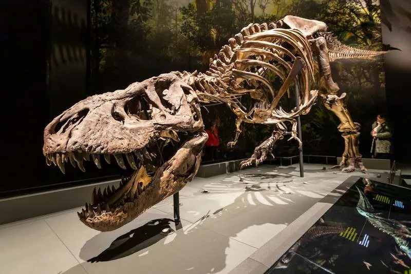 Zašto je T. rex imao kratke ruke? Nova hipoteza: kraće ruke su bile bezbednije