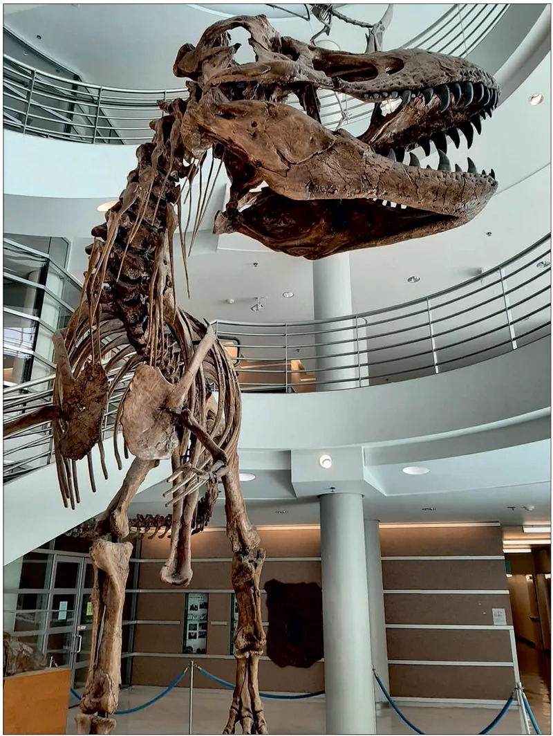 Zašto je T. rex imao kratke ruke? Nova hipoteza: kraće ruke su bile bezbednije