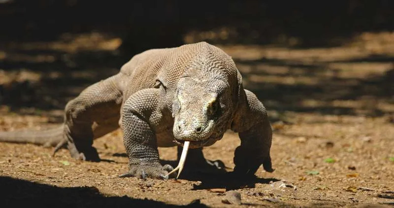 Zašto je T. rex imao kratke ruke? Nova hipoteza: kraće ruke su bile bezbednije
