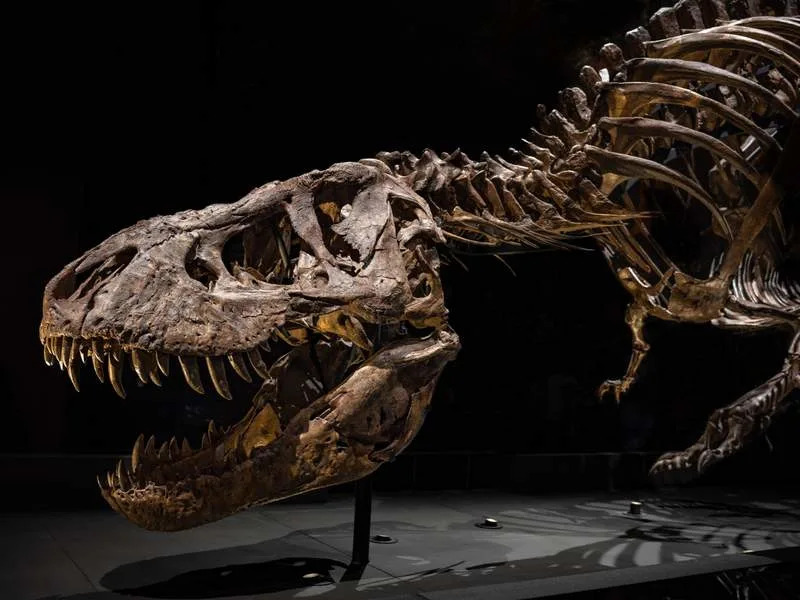 Zašto je T. rex imao kratke ruke? Nova hipoteza: kraće ruke su bile bezbednije