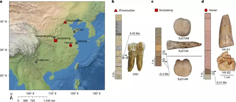 Proteini iz zuba otkrivaju neočekivane veze između istočnoazijskog Homo erectus-a, denisovana i modernih ljudi