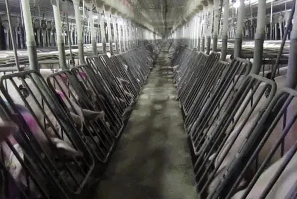 Congress Could Overturn Voter-Backed Bans On Pig Gestation Crates — What’s at Stake