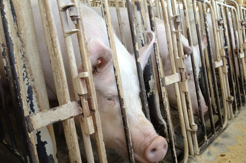 Congress Could Overturn Voter-Backed Bans On Pig Gestation Crates — What’s at Stake