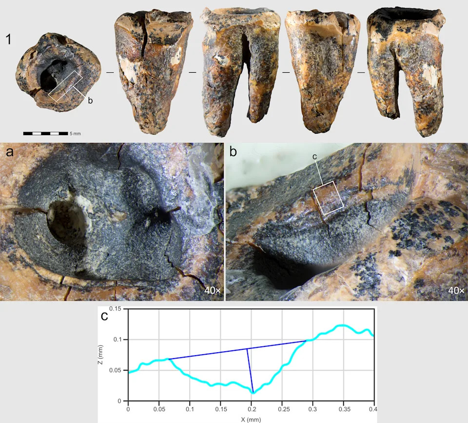 Otkriće u Sibiru: Neandertalci Su Možda Bušili Zub Pre 59.000 Godina