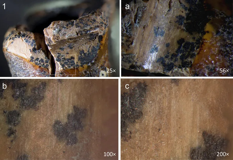 Neandertalci Su Pre 59.000 Godina Bušili Zub Da Ublaže Bol — Najstariji Dokaz Dentalne Intervencije