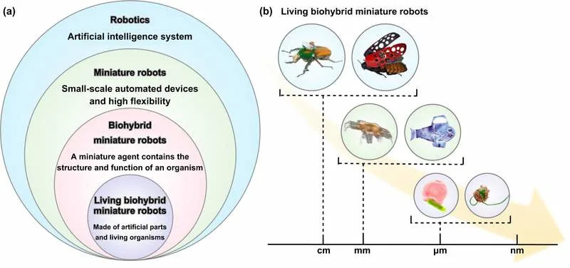 Živi Biohibridni Roboti: Kako Mikroorganizmi Mogu Revolucionisati Medicinu, Ekologiju i Spasilačke Akcije