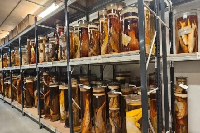 Muzejske Skladišne Tajne: Kako Backroom Otkrića Menjaju Nauku