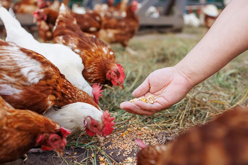 Vinski otpad može zameniti antibiotike u ishrani brojlera — samo 0,5% donosi značajan napredak