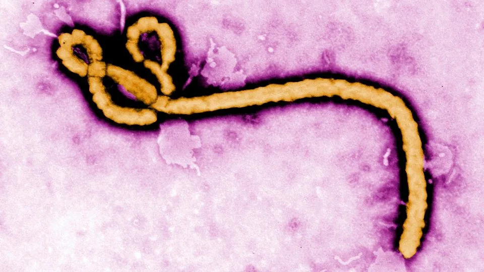 SZO proglasila globalnu zdravstvenu vanredu: širi se Bundibugyo soj ebole u DR Kongo i Ugandi