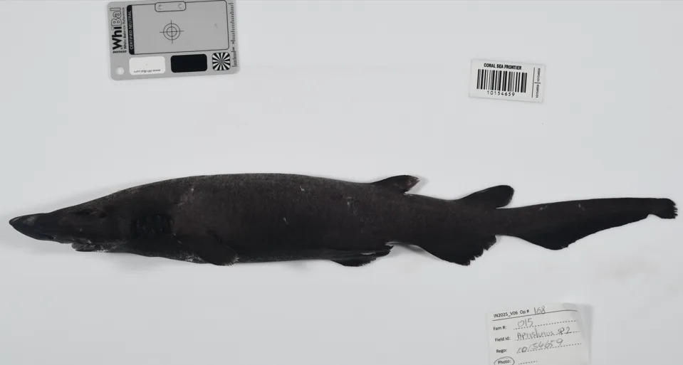 Otkriveno 1.121 Nova Morska Vrsta: Ocean Census 2025 Otvara Vrata Dubokomoru