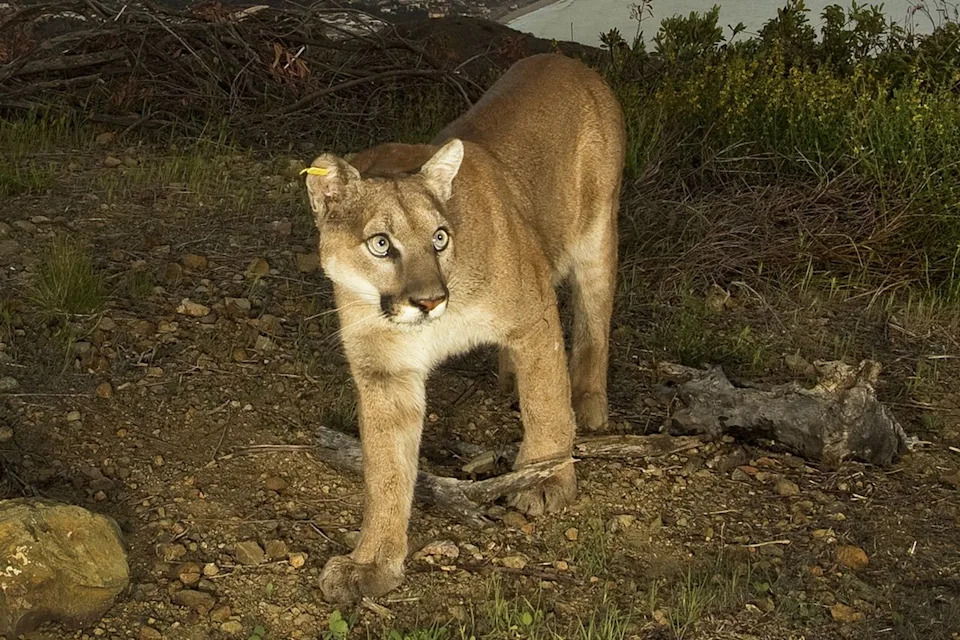 California Community Declares Mountain Lions an 