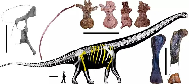 Otkriven Nagatitan chaiyaphumensis — Najveći Dinosaur U Jugoistočnoj Aziji