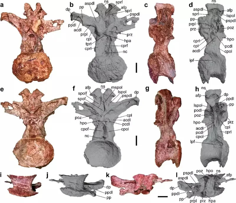 Otkriven Nagatitan chaiyaphumensis — Najveći Dinosaur U Jugoistočnoj Aziji