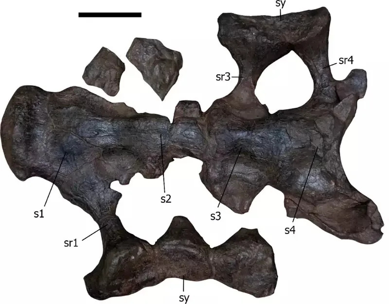 Otkriven Nagatitan chaiyaphumensis — Najveći Dinosaur U Jugoistočnoj Aziji