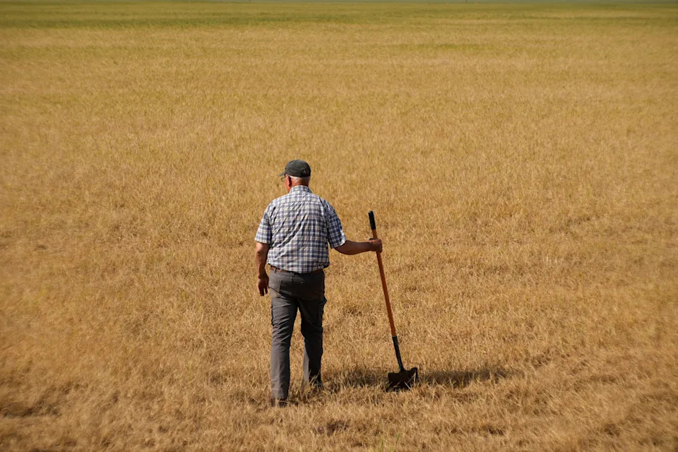 Teška godina za pšenicu u Kanzasu: Proizvodnja SAD pala za 21% — Najgori prinos od 1972.