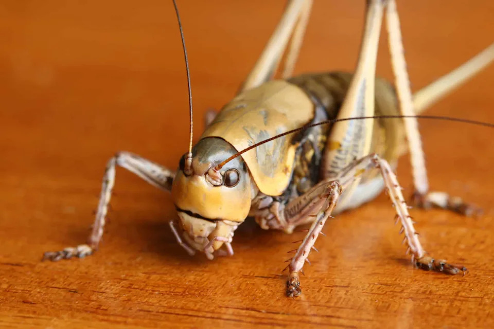 Kriketi Mogu Osećati Dugotrajnu Bol — Novo Istraživanje Poziva Na Preispitivanje Odnosa Prema Insektima