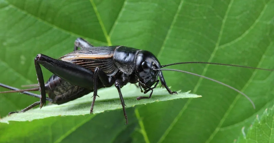 Kriketi Mogu Osećati Dugotrajnu Bol — Novo Istraživanje Poziva Na Preispitivanje Odnosa Prema Insektima