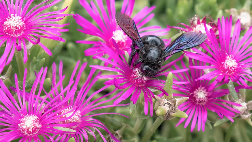 Kriketi Mogu Osećati Dugotrajnu Bol — Novo Istraživanje Poziva Na Preispitivanje Odnosa Prema Insektima