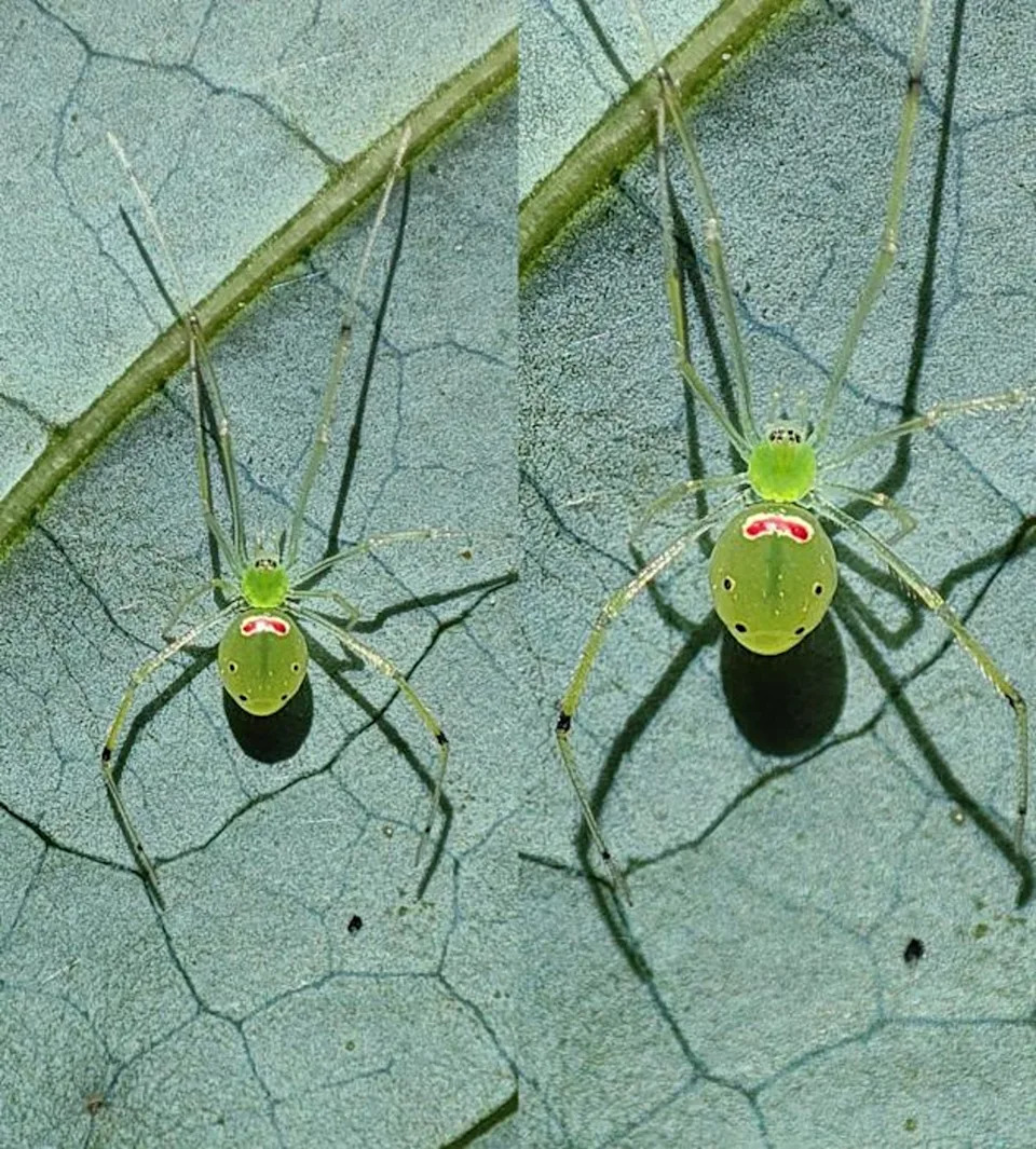 Srećni Pauk U Himalajima: Otkrivena Nova Vrsta Theridion himalayana U Uttarakhandu