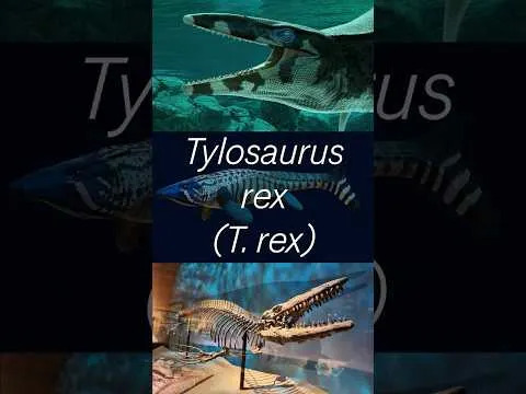Div Iz Dubina: Tylosaurus rex — Novi Predator Otkriven U Muzejskoj Kolekciji