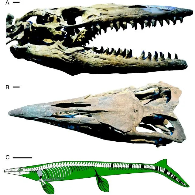 Div Iz Dubina: Tylosaurus rex — Novi Predator Otkriven U Muzejskoj Kolekciji
