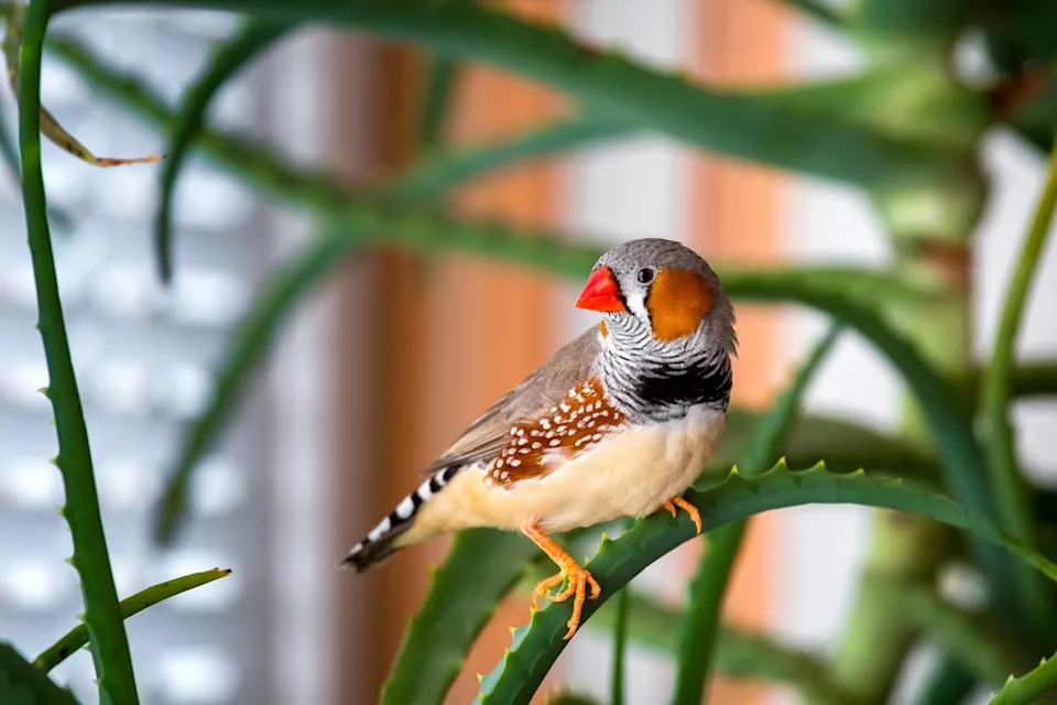 Zebra finch pevaju i do 1.000 puta dnevno — zašto je to važno za nauku