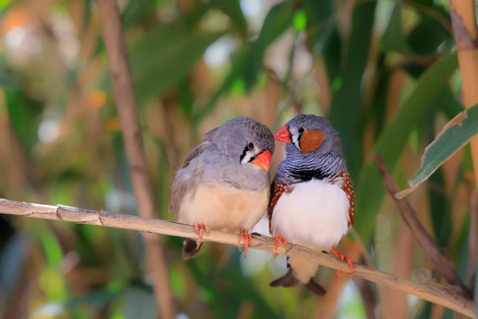 Zebra finch pevaju i do 1.000 puta dnevno — zašto je to važno za nauku