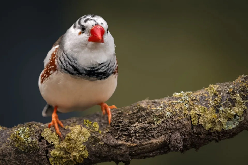 Zebra finch pevaju i do 1.000 puta dnevno — zašto je to važno za nauku