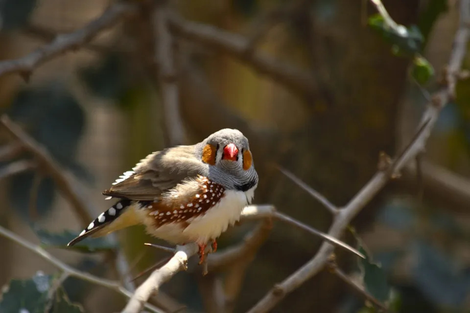 Zebra finch pevaju i do 1.000 puta dnevno — zašto je to važno za nauku