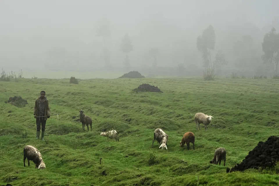 Kako eDNA iz vode i tla menja očuvanje prirode — primer iz Nacionalnog parka Volcanoes (Ruanda)