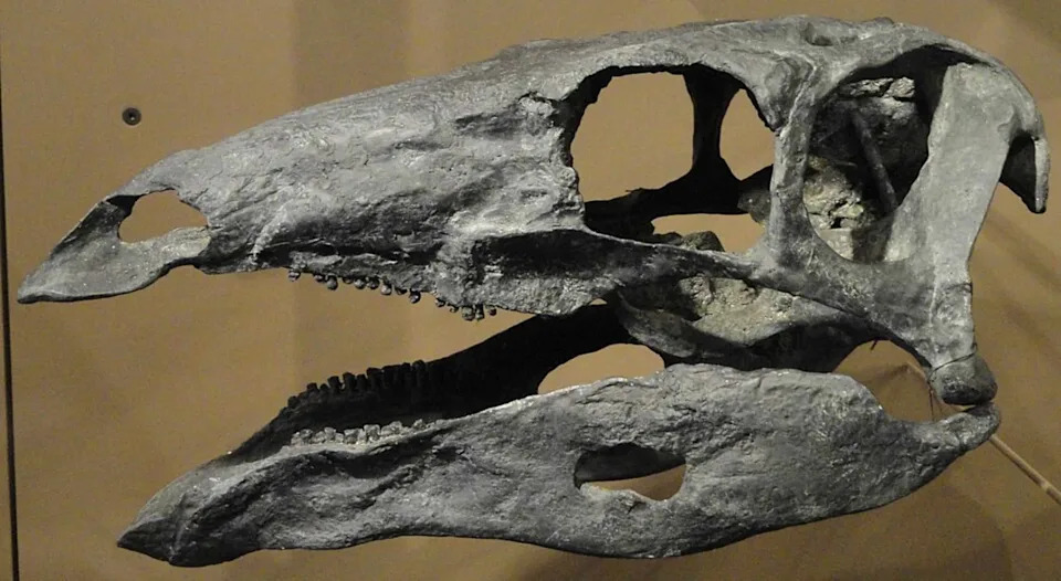 Skoro Cela Lobanja Stegosaura Izmenila Nauku: Otkriven Novi Ogranak Neostegosauria