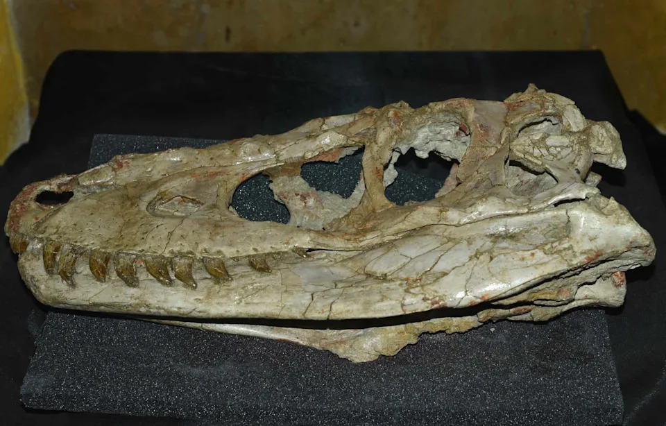 Skoro Cela Lobanja Stegosaura Izmenila Nauku: Otkriven Novi Ogranak Neostegosauria