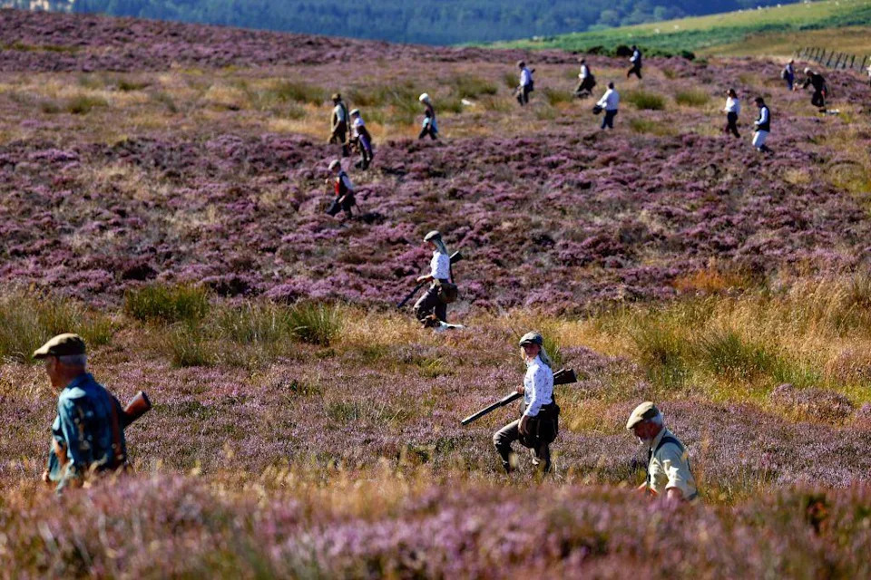 RSPB: 921 Confirmed Attacks On Britain's Birds Of Prey (2015–2024) — Charity Calls For Licensing Of Game Shooting