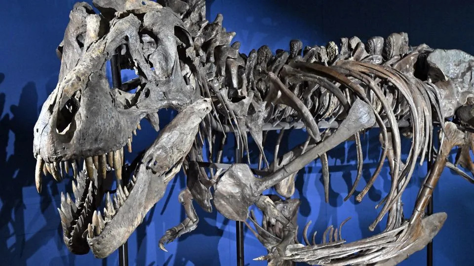 Zašto je T. rex Imao Male Prednje Šape? Nova Studija Pokazuje Evolutivni Kompromis