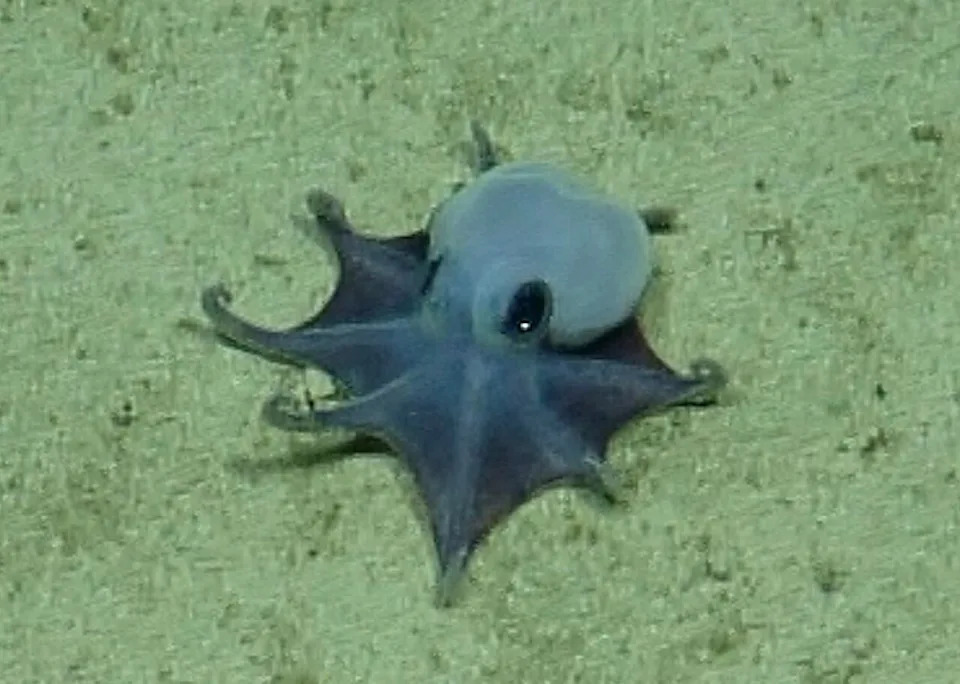 Otkrivena nova plava hobotnica kod Galapagosa — Microeledone galapagensis