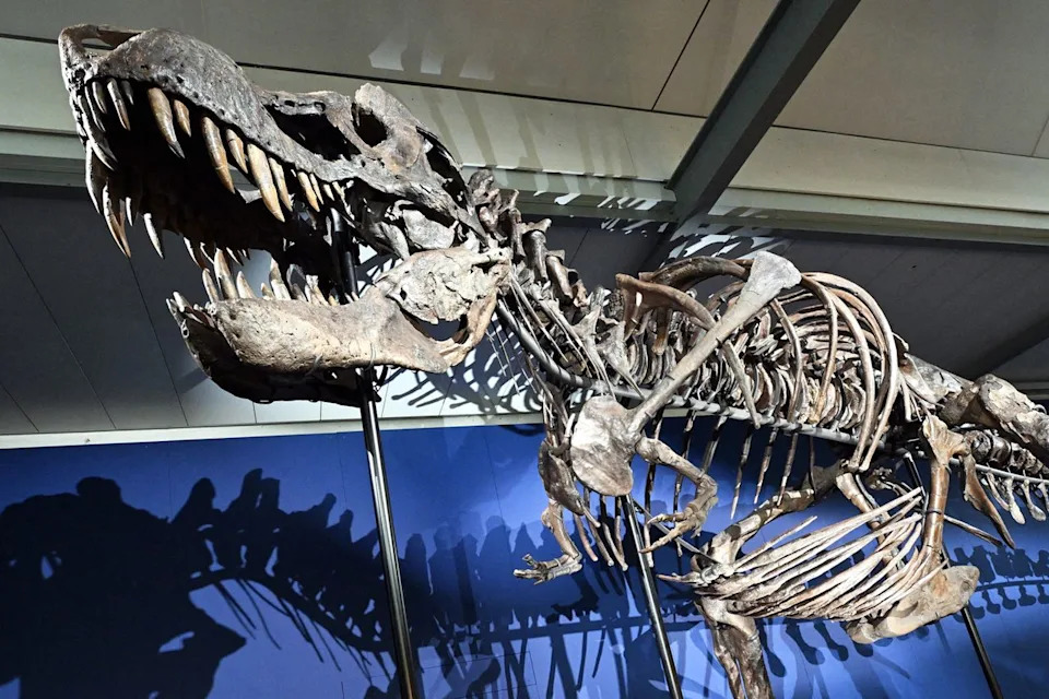 Zašto je T. rex Imao Tako Male Ruke? Novo Istraživanje Otkriva Evolutivni „Kompromis“