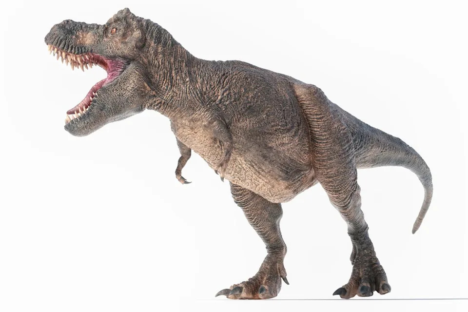 Zašto je T. rex Imao Tako Male Ruke? Novo Istraživanje Otkriva Evolutivni „Kompromis“
