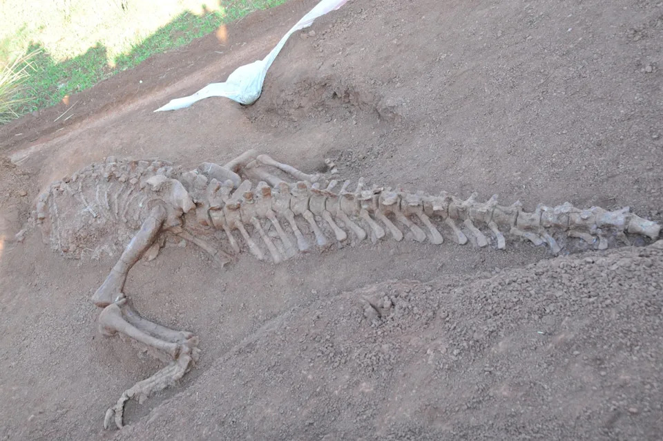 Izumiranje: Kakvi Su Bili Uslovi Na Zemlji Kada Je Asteroid Ugasio Dinosaure?