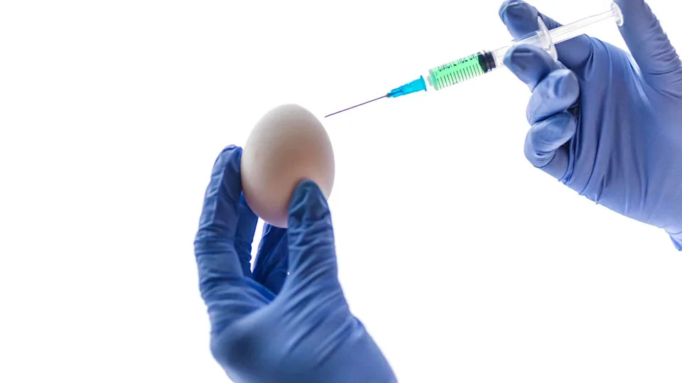 Colossal Izlegao 26 Pilića U Veštačkoj Ljusci — Može Li Biotehnologija Vratiti Džinovsku Moa?