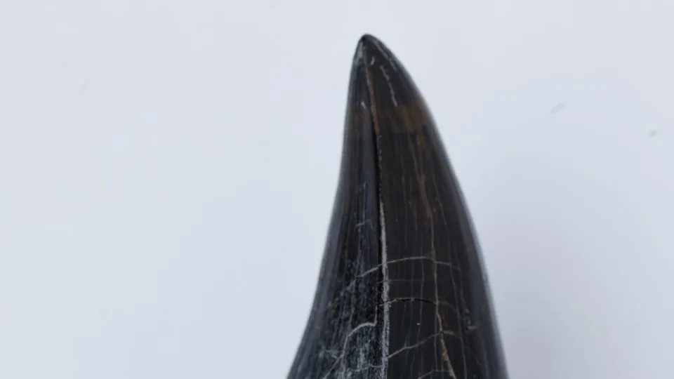 Tylosaurus rex — Novi „T. rex“ okeana: Masivni mosasaur krunisan kao ‘teror’ iz kasne Krede