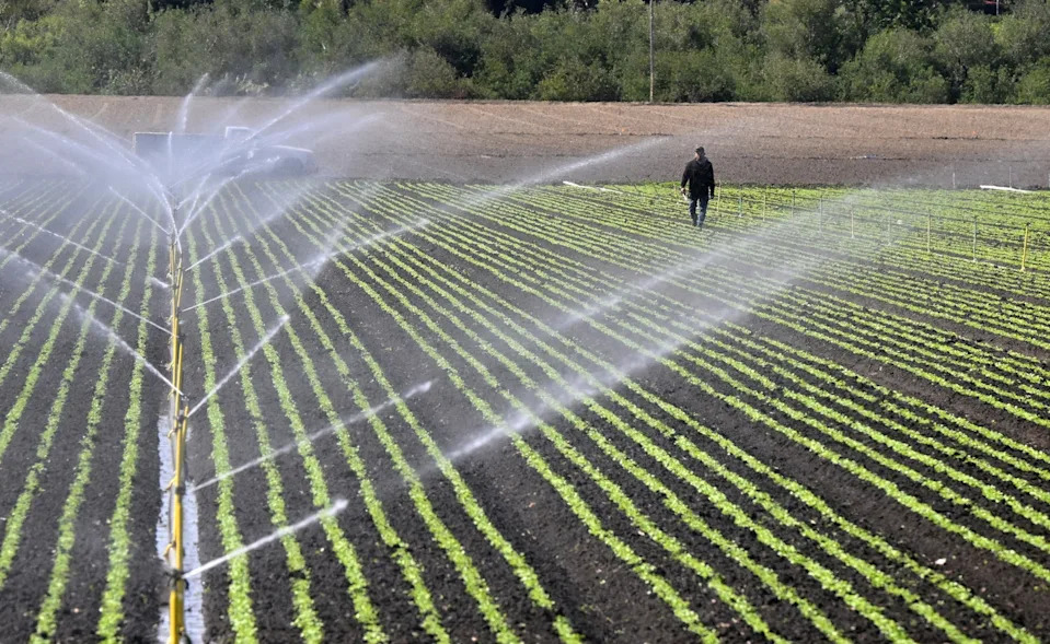 Suša Ugrožava Američku Poljoprivredu: Zimska Pšenica, Rezerve Vode i Male Farme U Riziku