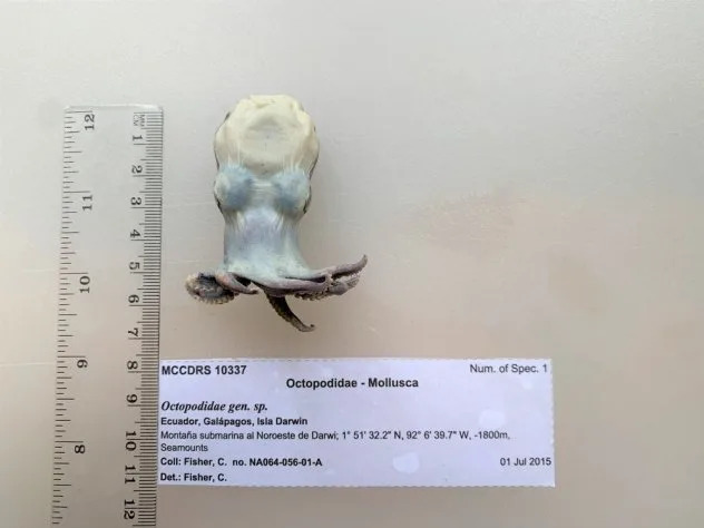 Mala plava hobotnica potvrđena kao nova vrsta — Microeledone galapagensis