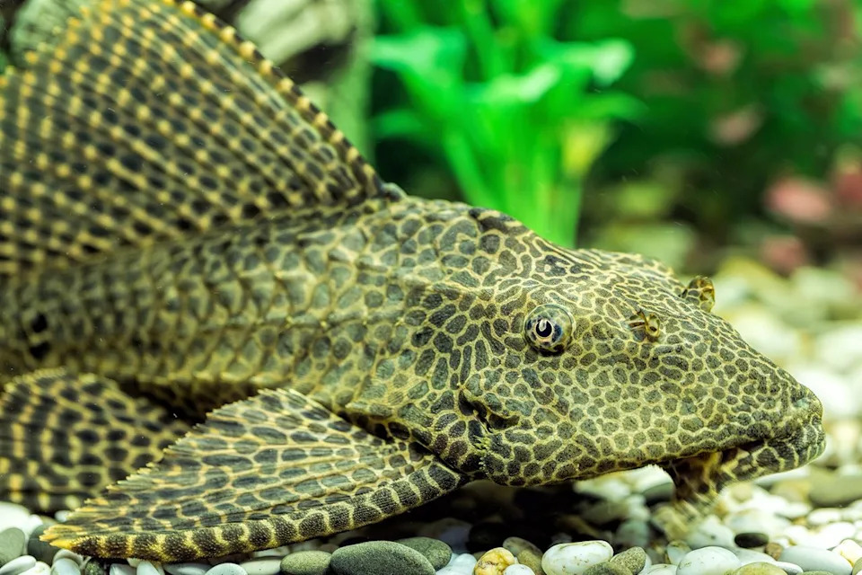 Jakarta Pulls Tons of Invasive 'Janitor Fish' From Waterways — City Aims for 10-Ton Cleanup