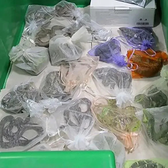 California Reptile Smuggler Sentenced to 65 Months After Moving 1,700 Animals Into U.S.