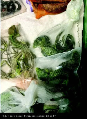 California Reptile Smuggler Sentenced to 65 Months After Moving 1,700 Animals Into U.S.