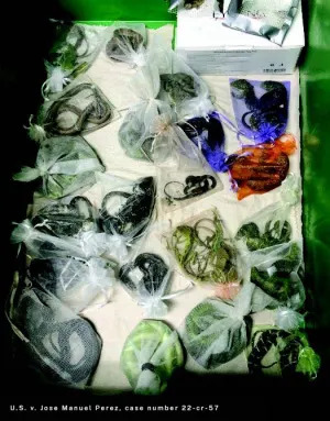 California Reptile Smuggler Sentenced to 65 Months After Moving 1,700 Animals Into U.S.