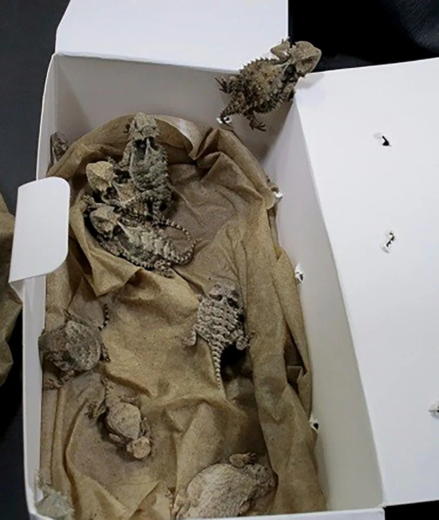 California Reptile Smuggler Sentenced to 65 Months After Moving 1,700 Animals Into U.S.